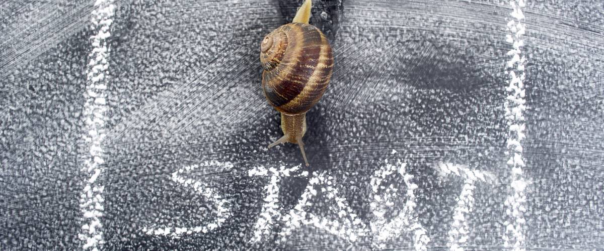 slow snail getting to start line